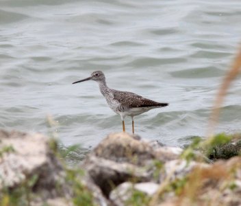 Greater Yellowlegs (adult), Muskegon Wastewater, September 5, 2012 photo