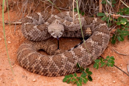 Crotalus atrox