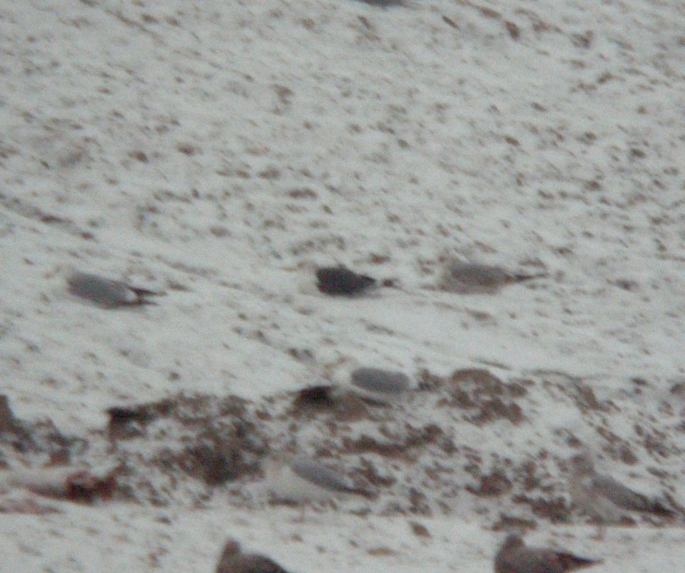 Lesser Black-backed Gull, adult, Kent Co. landfill, Jan 14, 2013