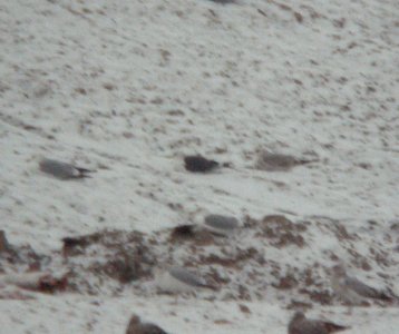 Lesser Black-backed Gull, adult, Kent Co. landfill, Jan 14, 2013