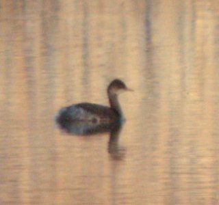 Eared Grebe - Kent City Sewage Ponds - 9/14/12 photo