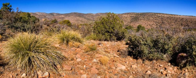 Northeastern Cookes Range