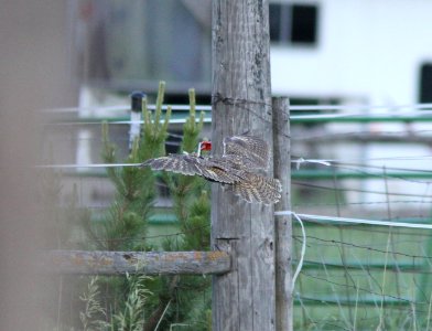 Long-eared Owl, Columbia Falls, MT, July 4, 2012