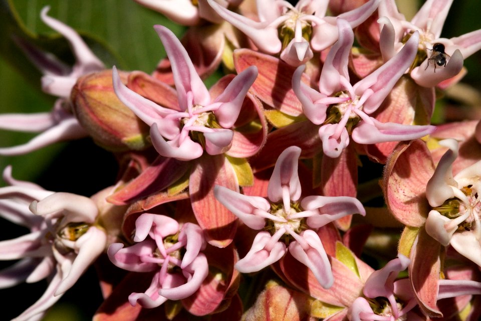 Asclepias speciosa