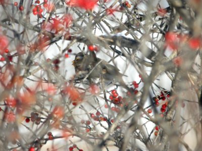 Purple Finch, Kent Co., MI, January 21, 2012