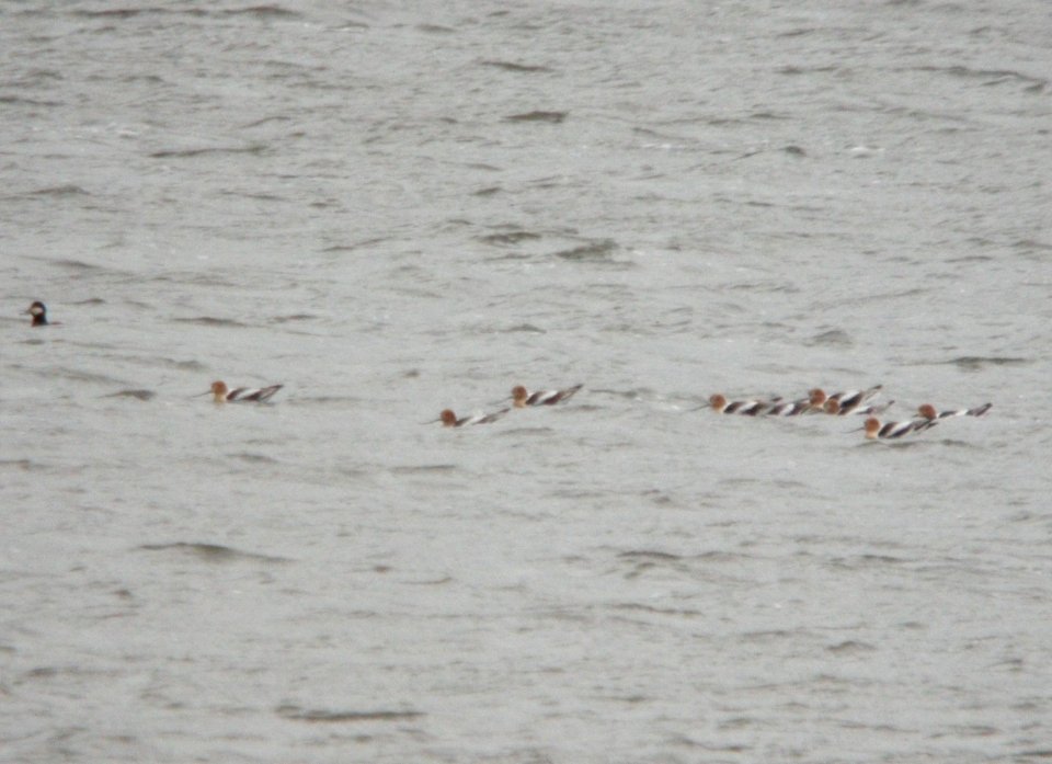 American Avocets (12), Reed's Lake, East Grand Rapids, MI, 19 April 2013