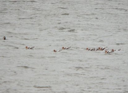 American Avocets (12), Reed's Lake, East Grand Rapids, MI, 19 April 2013