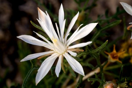 Mentzelia humilis var. humilis
