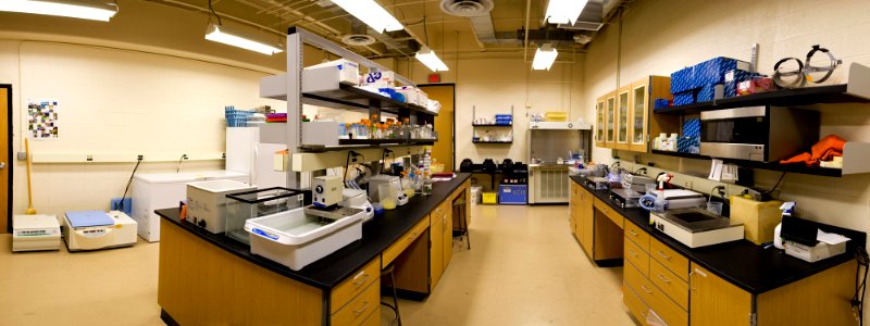 Bailey Lab