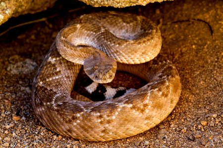 Crotalus atrox