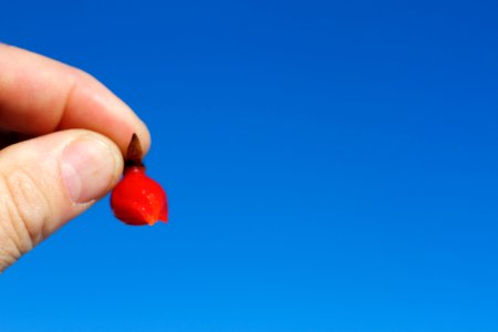 Rose Hip Sky
