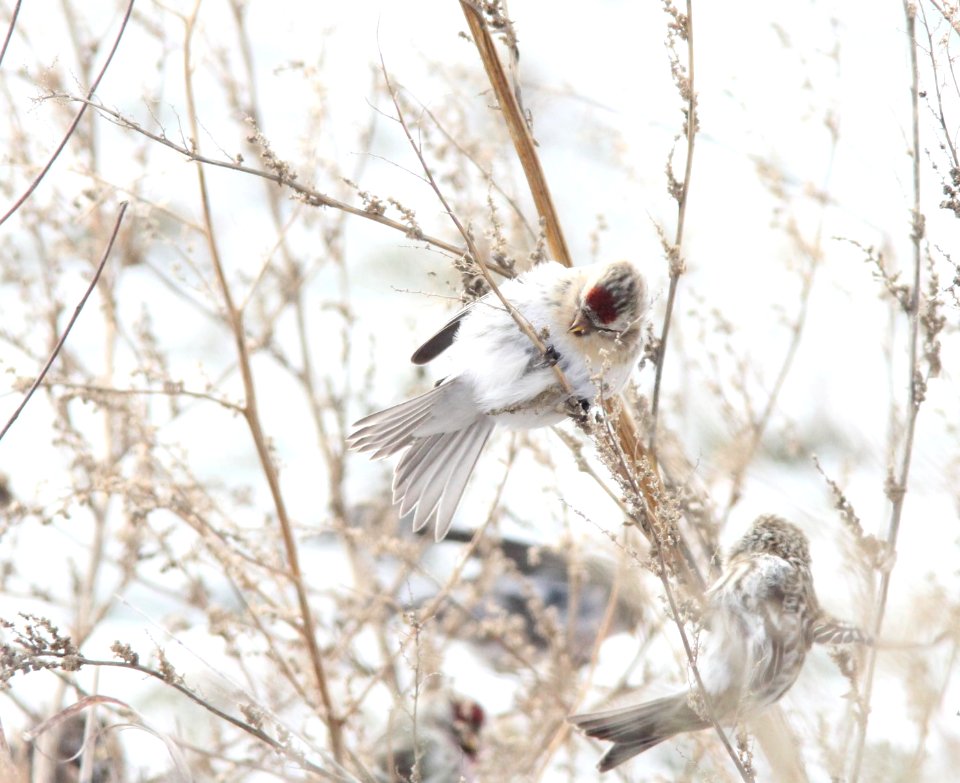 Hoary Redpoll, Greenville, MI, 21 January 2013