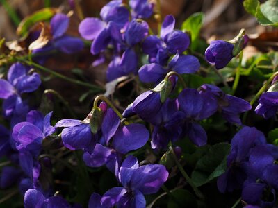 Blossom bloom viola odorata photo