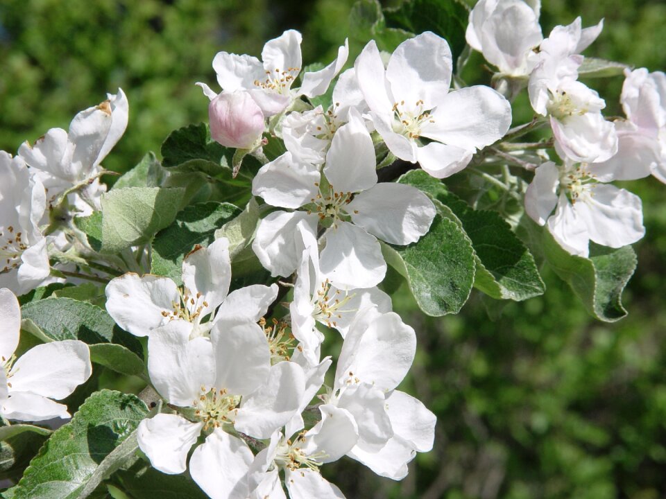 Branch flower white flower