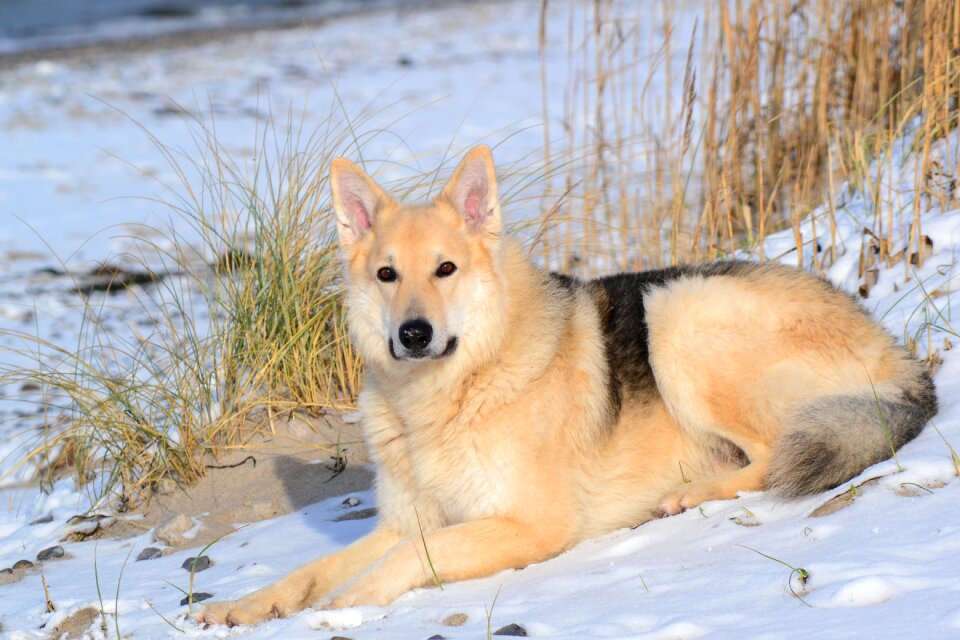 Animal hybrid sled dog