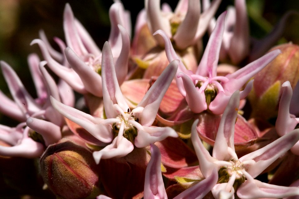 Asclepias speciosa