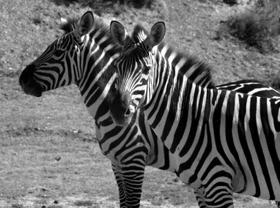 Two striped head photo