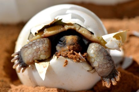 Baby Desert Tortoise photo