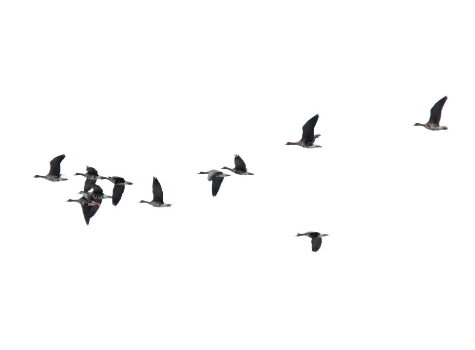 Greater White-fronted Geese (11), Caledonia Sewage Ponds, 11 March 2013