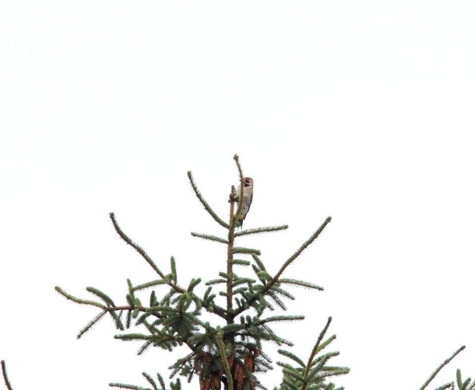 Northern (Yellow-shafted) Flicker, John's River Wildlife Area, WA, 19 October 2012