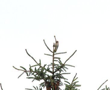 Northern (Yellow-shafted) Flicker, John's River Wildlife Area, WA, 19 October 2012