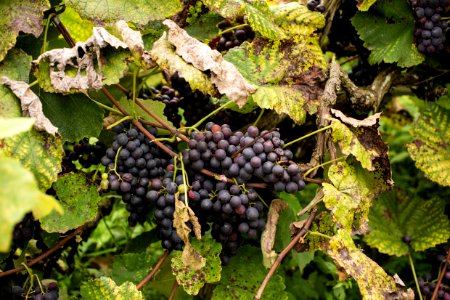 VitorJubini VinicolaTonole VendaNova ES