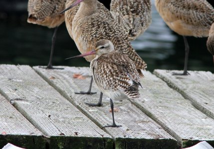 Bar-tailed Godwit (1 of 2) with Marbled Godwits, Tokeland, WA, 19 October 2012