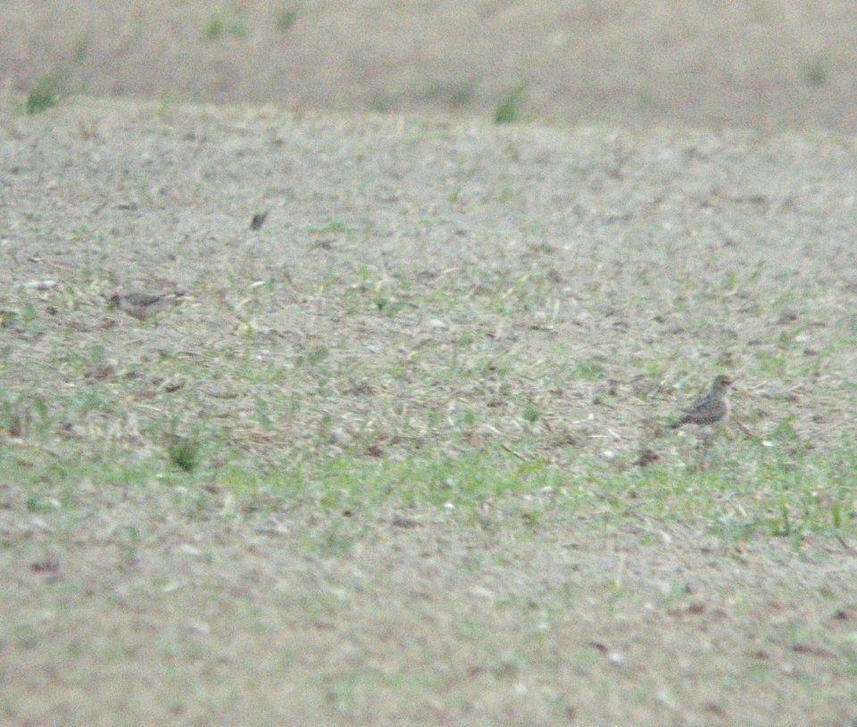 American Golden-Plovers (2 of 11), Sand Lake, MI, September 13, 2012