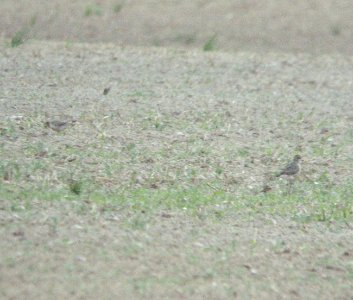 American Golden-Plovers (2 of 11), Sand Lake, MI, September 13, 2012