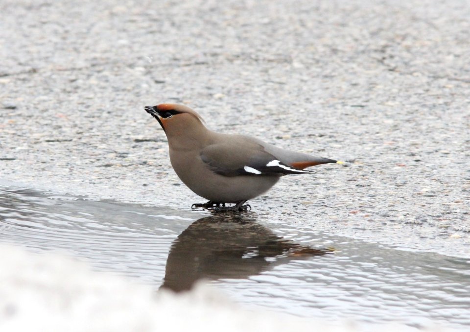 Bohemian Waxwings (part of 95), Wyoming, MI, 19 March 2013