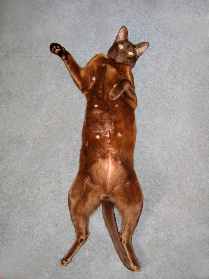 Addison Siamese Havana cat Stretch 4330 7552
