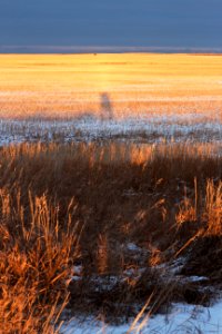 Long Shadows