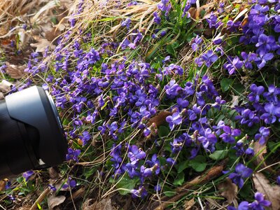 Scented violets violet flower photo