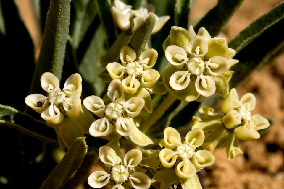 Asclepias macrosperma