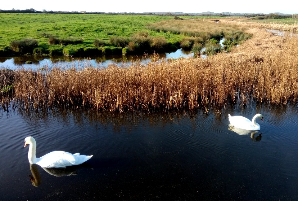 IMG 20200118 112733  Swans , Braunton Burrows , Velator Quay , Braunton, North Devon