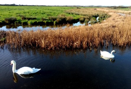 IMG 20200118 112733  Swans , Braunton Burrows , Velator Quay , Braunton, North Devon