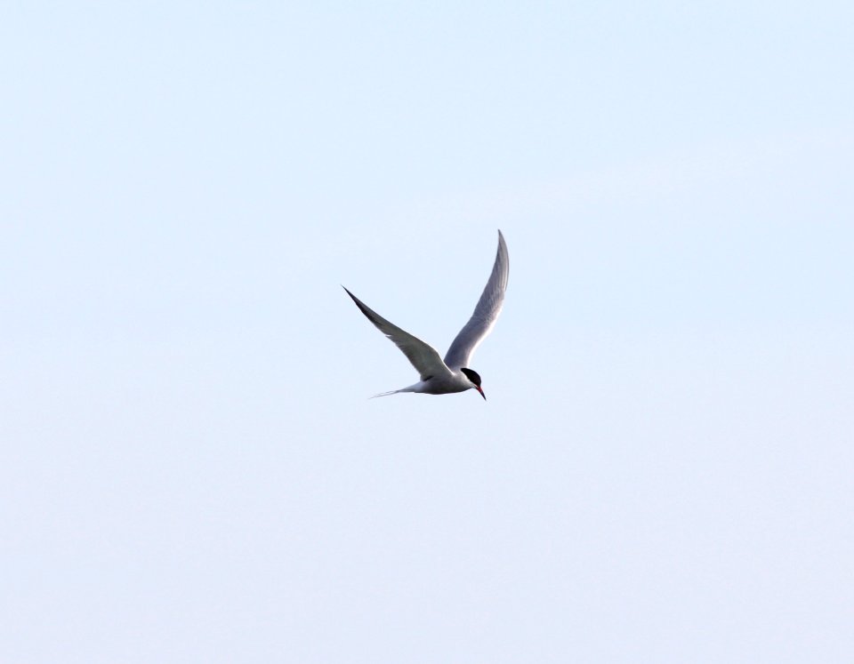 Common Tern, Philp County Park, Huron Co., MI, 5 May 2013