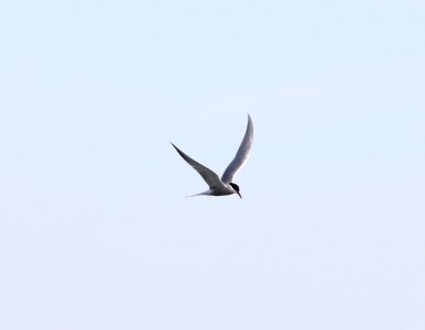 Common Tern, Philp County Park, Huron Co., MI, 5 May 2013