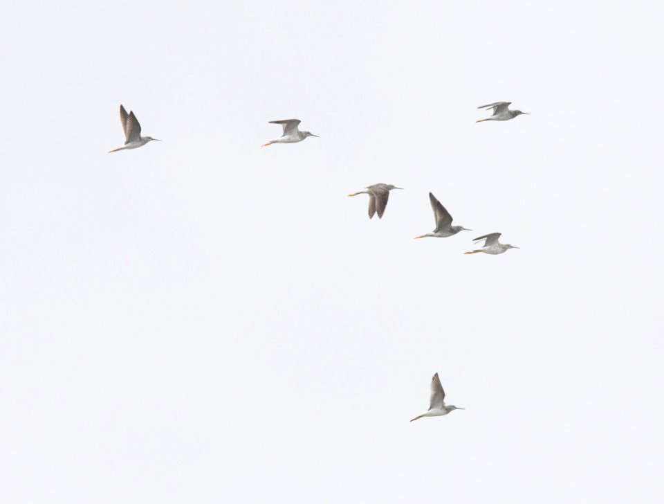 Greater Yellowlegs, Caledonia Sewage Ponds, 12 April 2013