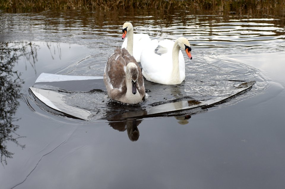 Breaking the ice