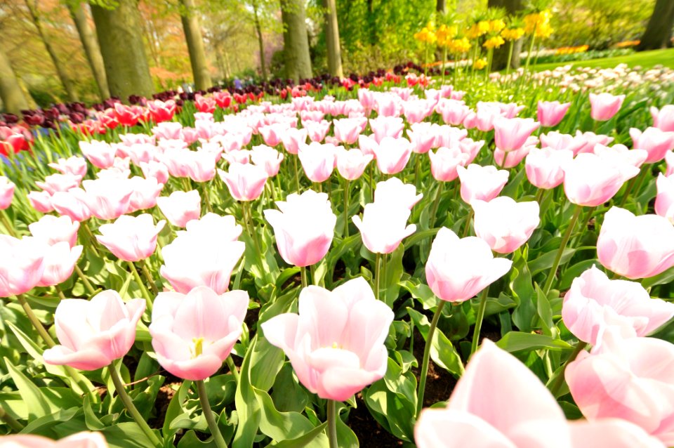 Keukenhof Holland Creative Commons by gnuckx