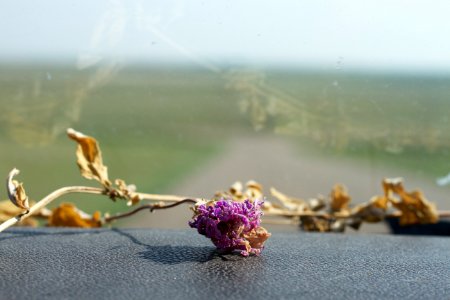 Mint Flowers on the Dash
