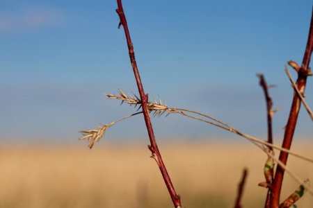 Prairie Moment #12536