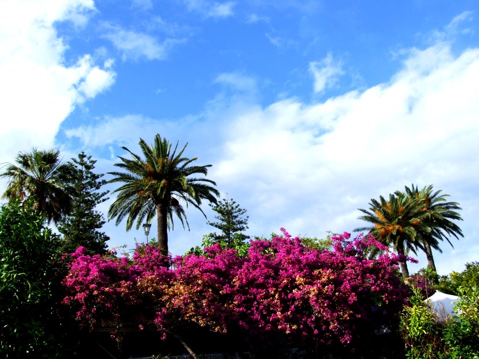 Bougainvillea-Taormina-Sicilia-Italy - Creative Commons by gnuckx