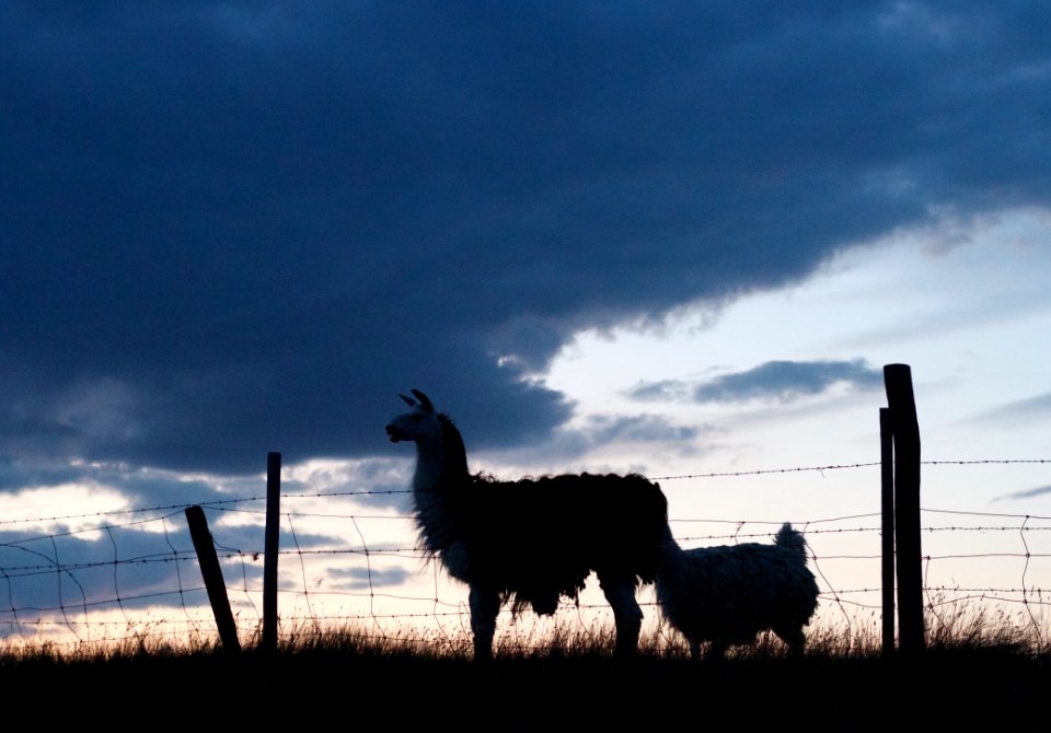 Llama Patrol