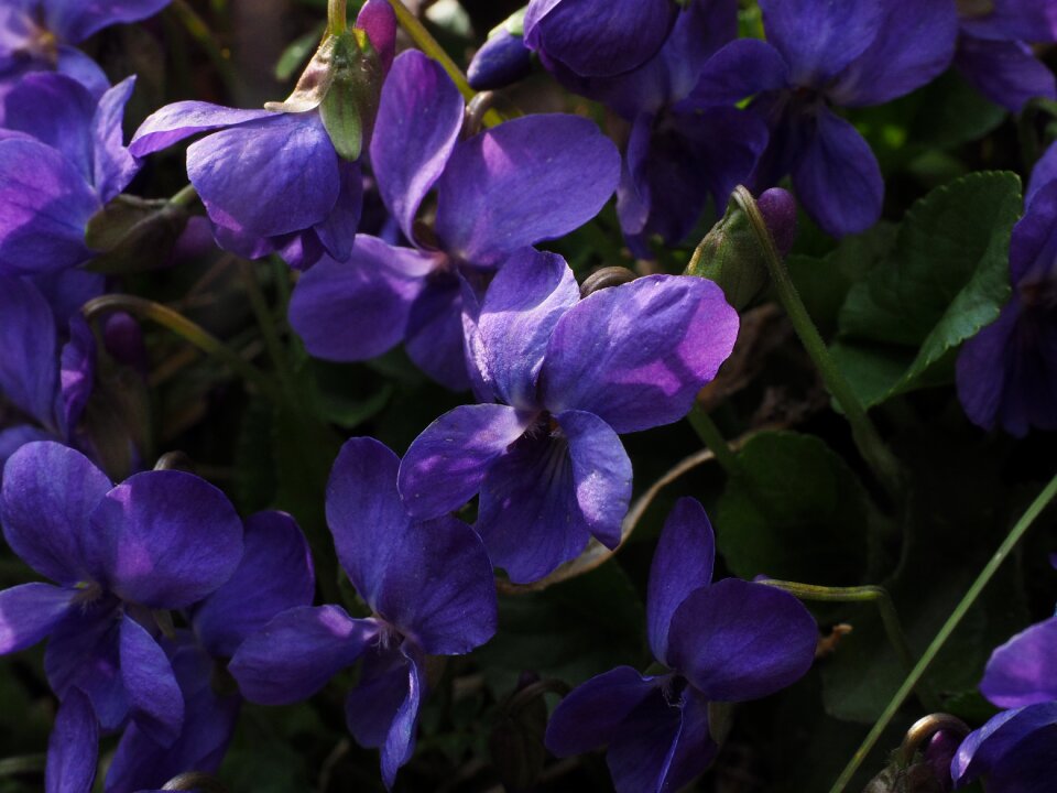 Blossom bloom viola odorata