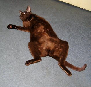 Addison Siamese Havana cat Stretch 4341