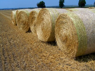 Harvested wheat field agriculture summer photo