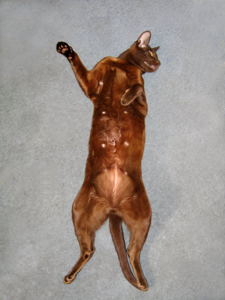 Addison Siamese Havana cat Stretch 4329 7551