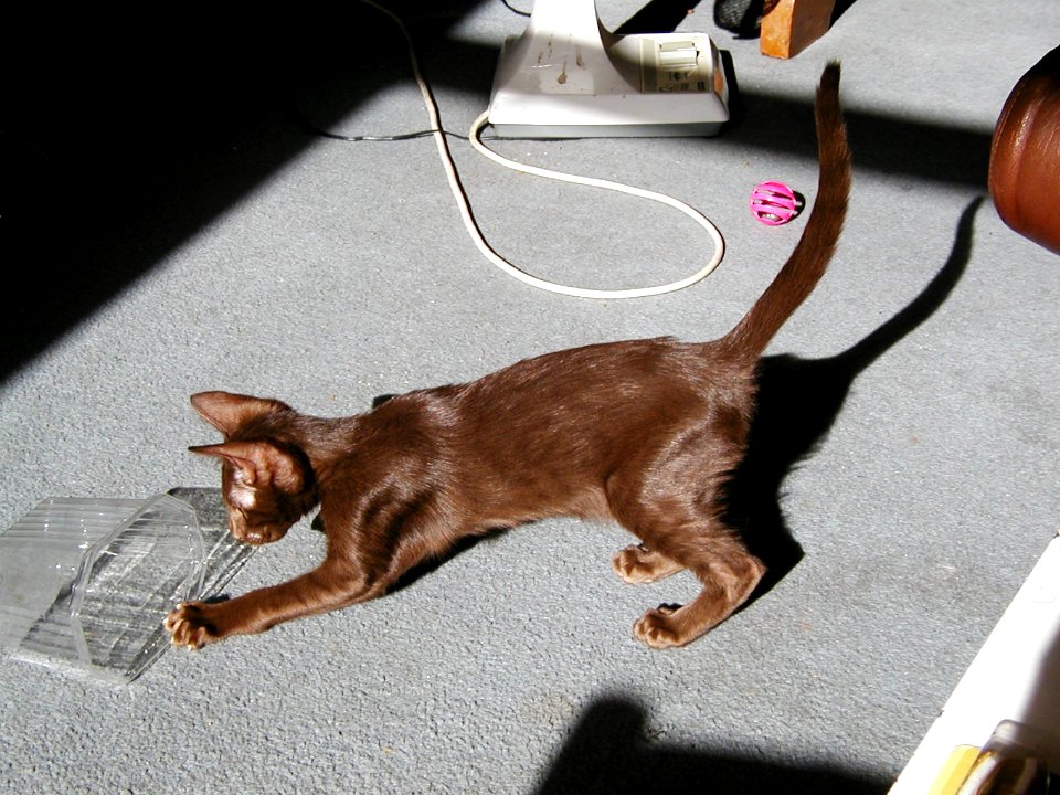 Addison Siamese Havanah cat kitten 090